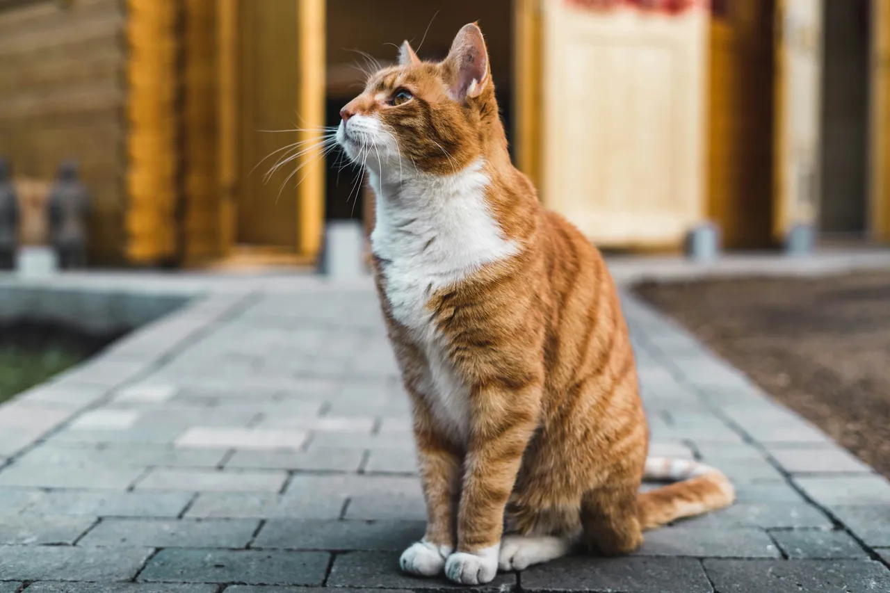 Cosa tiene lontani i gatti? Ecco gli odori che non sopportano