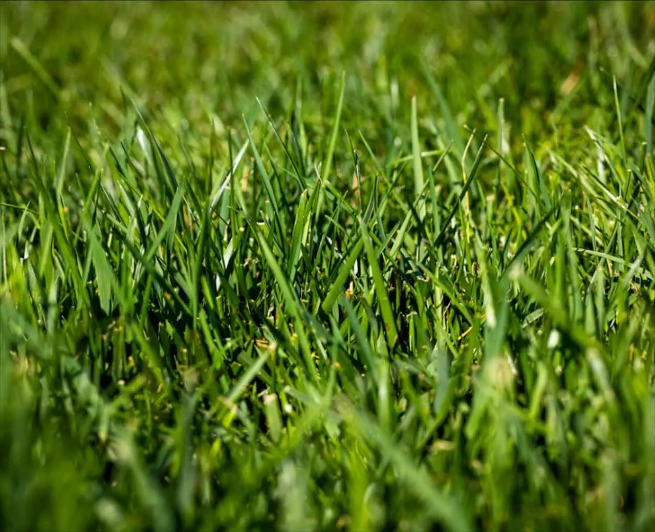 Se vedi questo strano filo rosso nell’erba devi toglierlo subito: ecco perché
